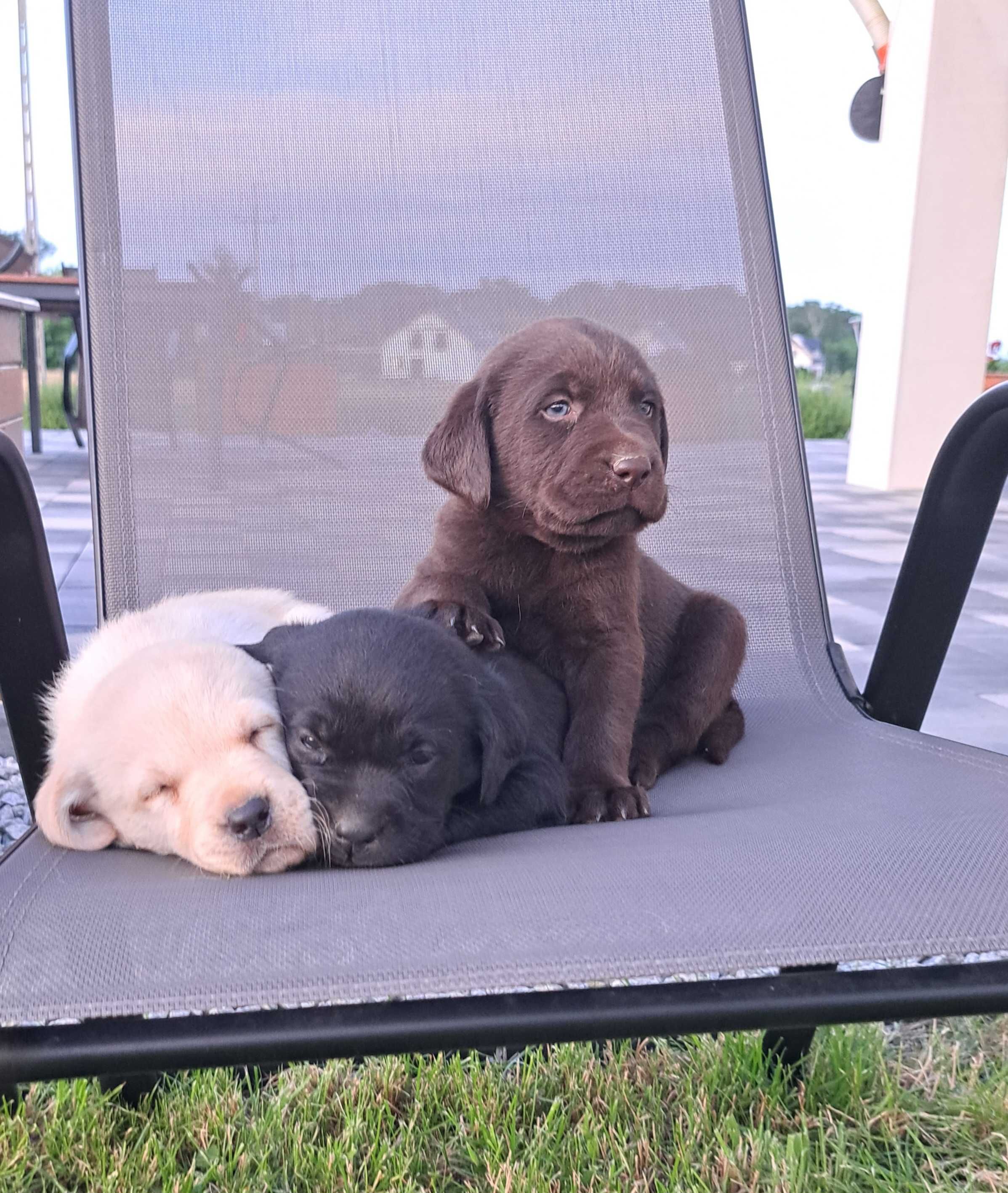 Lablador Retriever