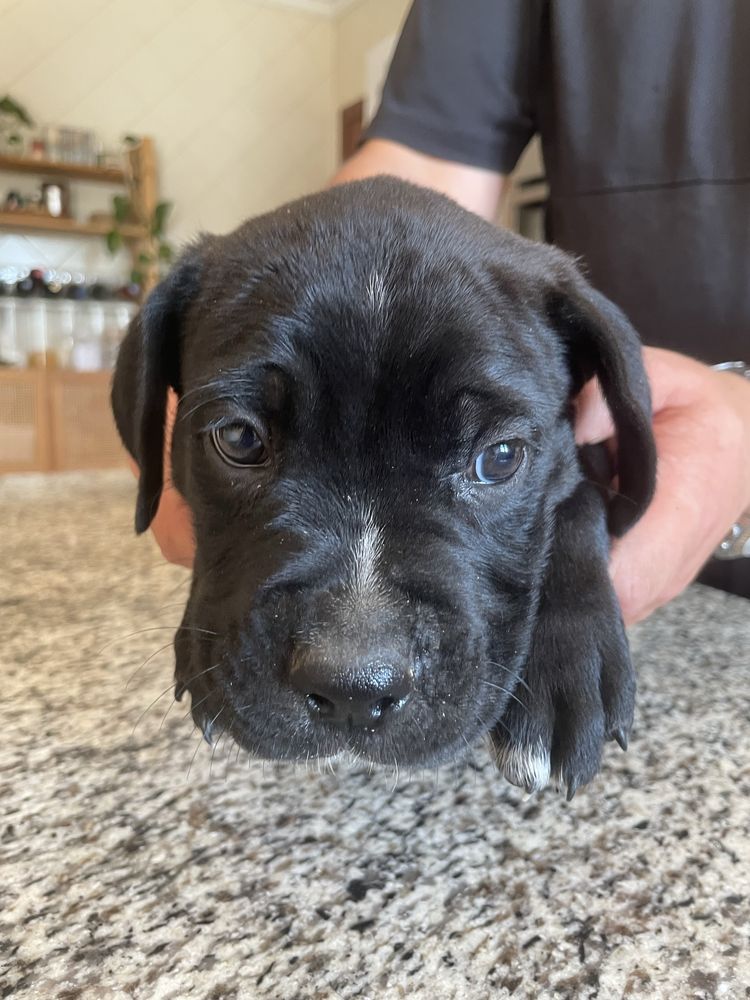 Cane Corso, ler anuncio