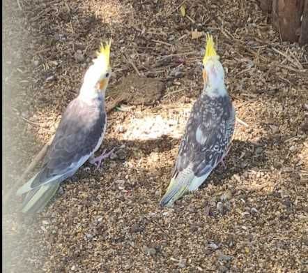 Casal de caturras