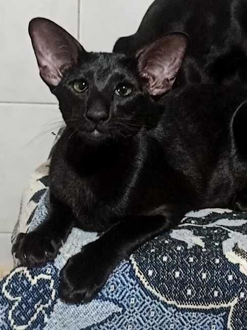 Ориентальная зеленоглазая Эбони Кошкечка Документы, привита.