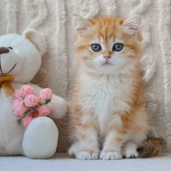 Розкішна красуня