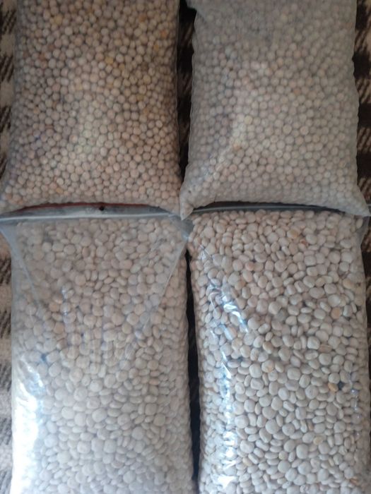 Świeży lub gotowany groch,łubin na ryby.