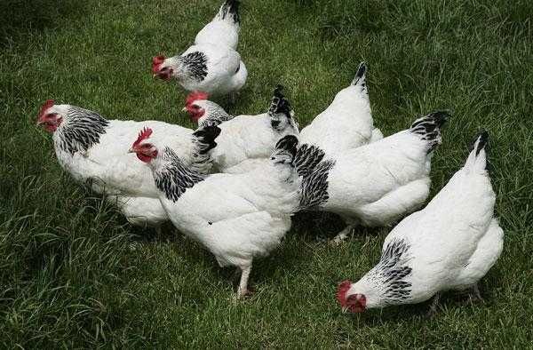 kury nioski młode LEGHORN SANDY BLANCA z jajkiem dowóz