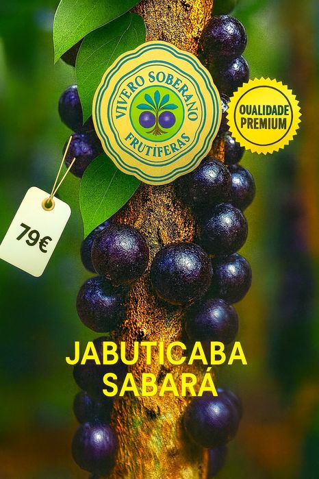 Jabuticaba Sabará – Frutífera de 2 anos - Últimas unidades