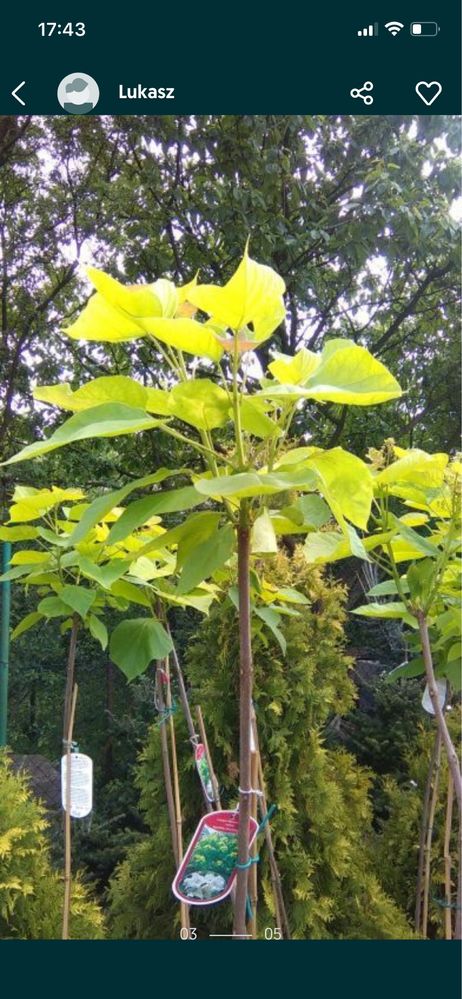 Sprzedam  Catalpa