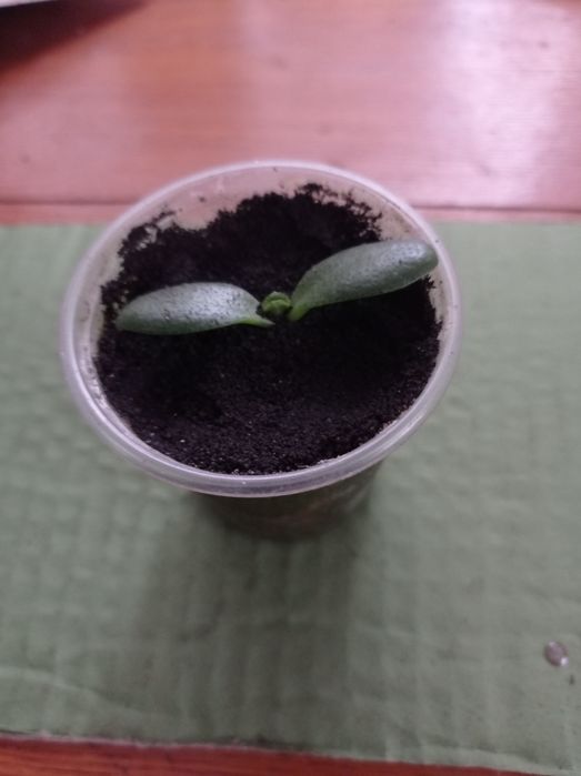 Грошове дерево, товстянка, денежное  дерево, кактуси.