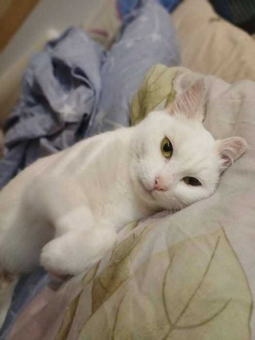 Кому пухнасту блондинку ?