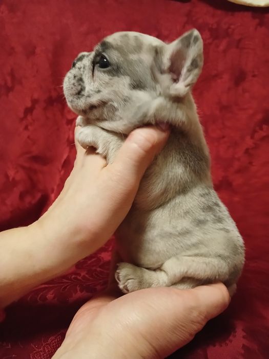 Французы щенки французского бульдога Одесса