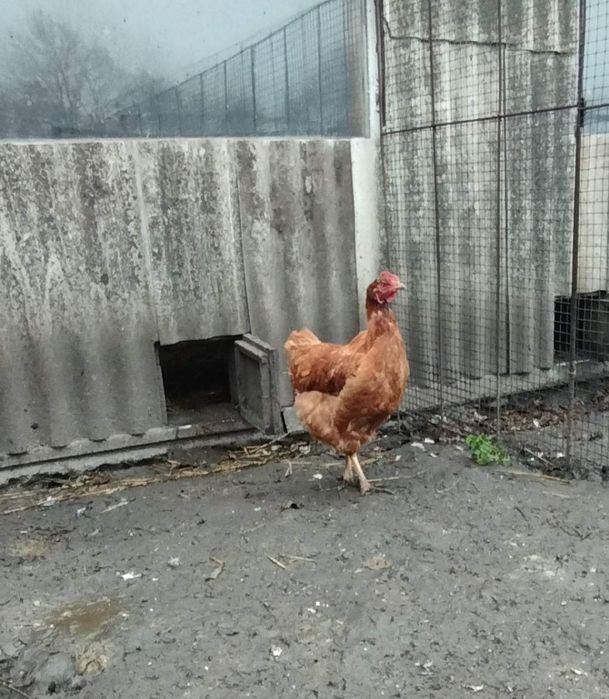 Кури. Мододі курочки