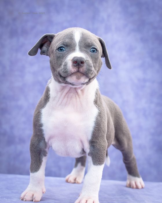 Блакитний хлопчикя-Могутній Воїн.Розплідник КСУ