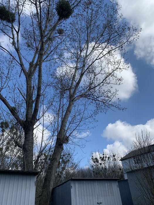 Зрізання аварійних дерев за допомогою ВИШКИ