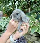 Mini Lop Królik Miniaturka  Baranek