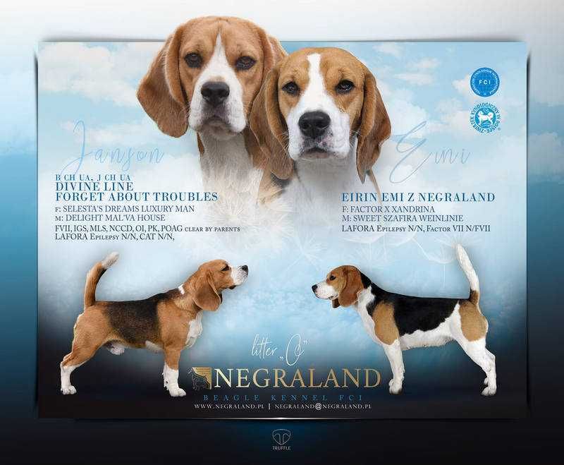 Beagle sunia Orinoko z Negraland FCI