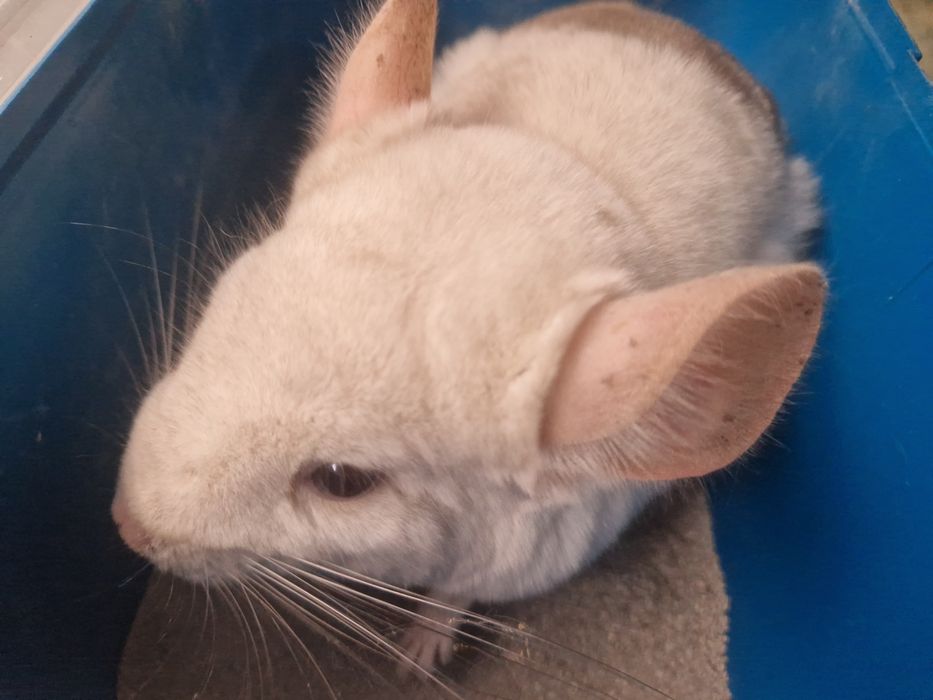 Szynszyla chinchilla samiczka 4.5 miesiąca mozaika eksteremalna