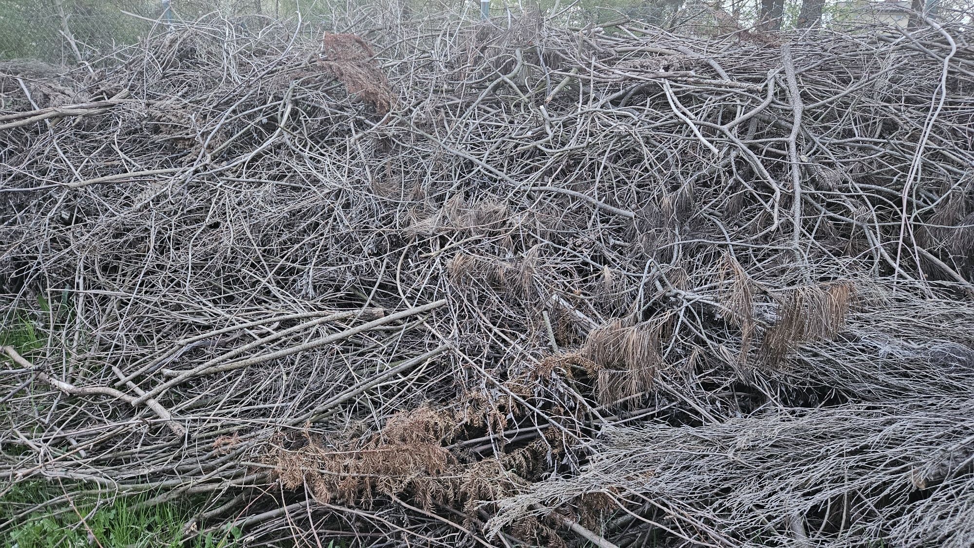 Zrębki, gałęzie z akacji suche