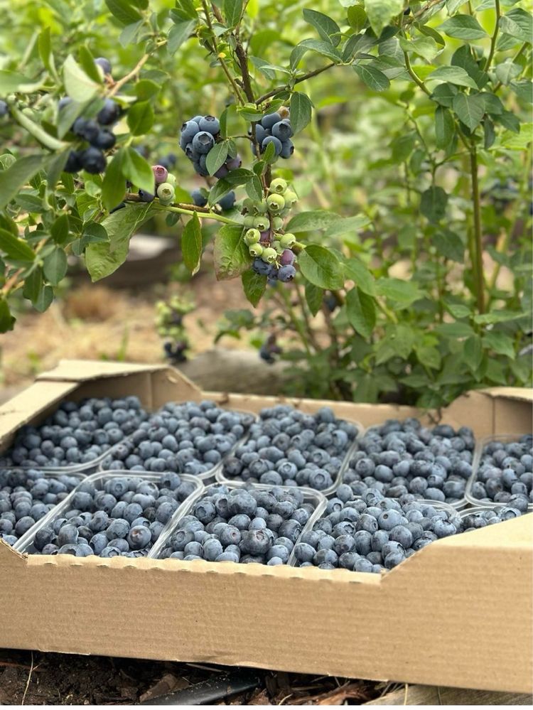 Продам лохину (голубіку)