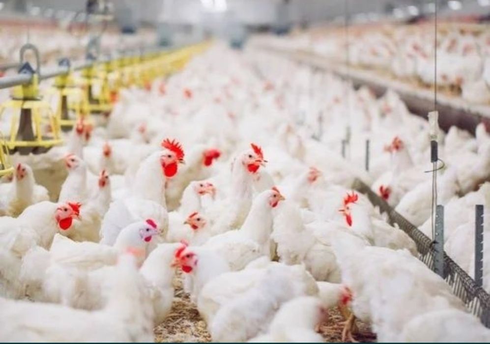 Несушки куры молодые