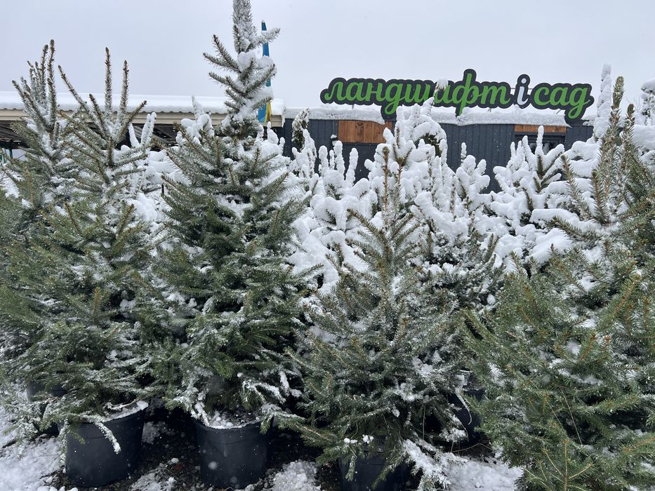 Ялинка у горщику жива ялинки новорічні