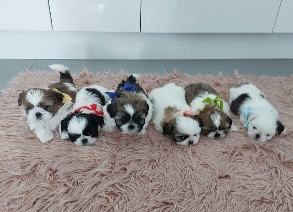 Szczeniaczki shih tzu