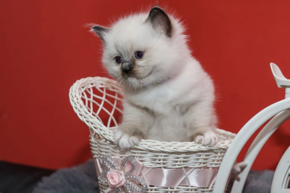 Kocurek rasy Ragdoll