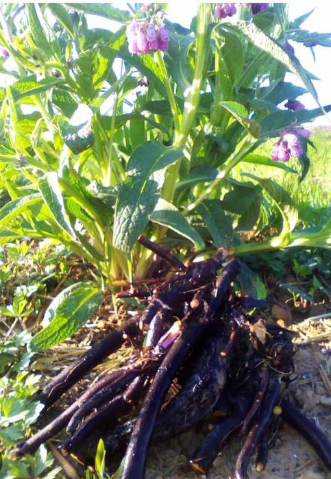 1,5 kg ŚWIEŻY KORZEŃ Żywokostu Ekologiczny kopany na bieżąco