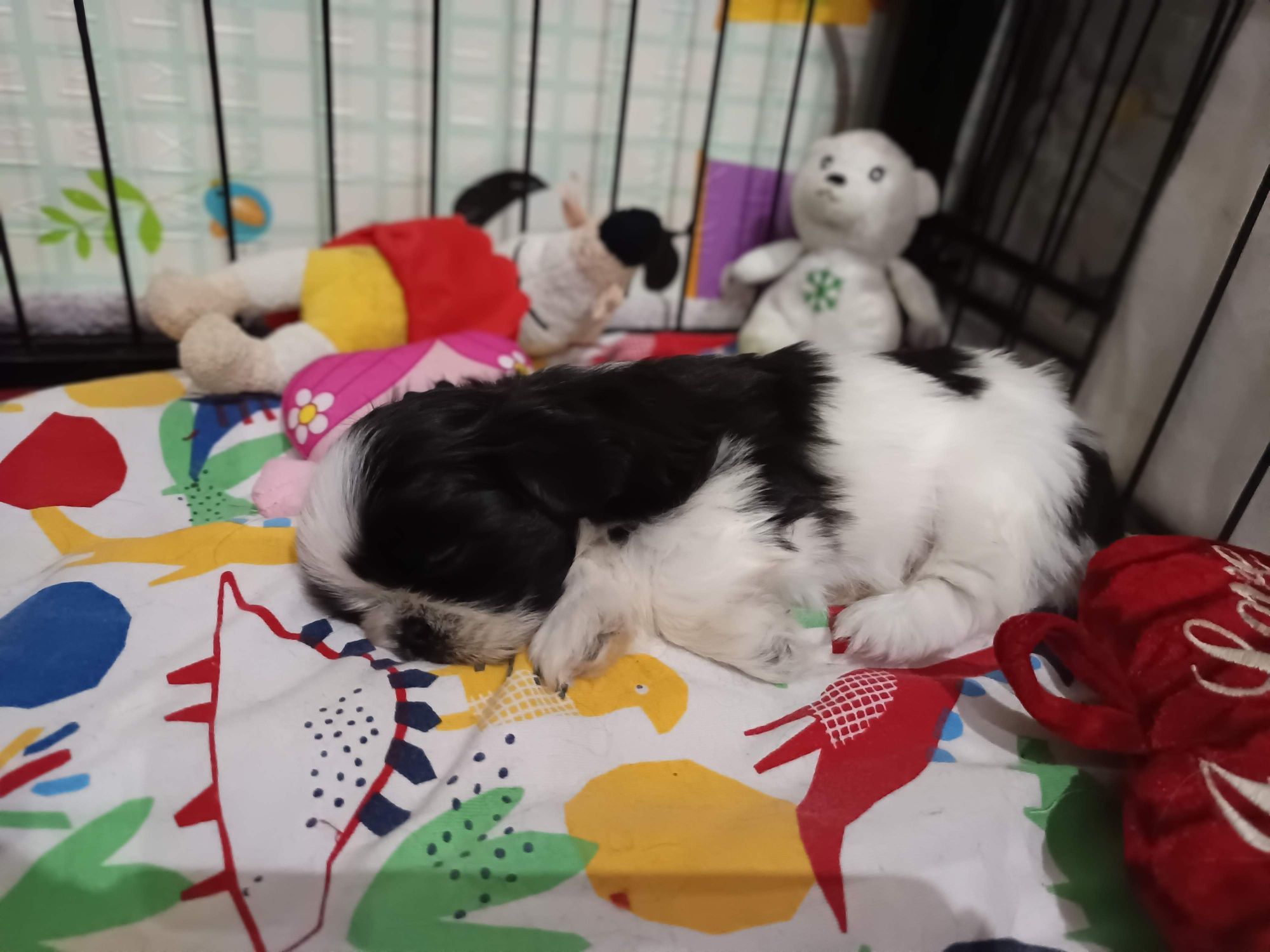Shih tzu szczenię