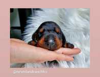 * Doberman Europejski * Hodowla * Neverland * Ranch * Kennel *