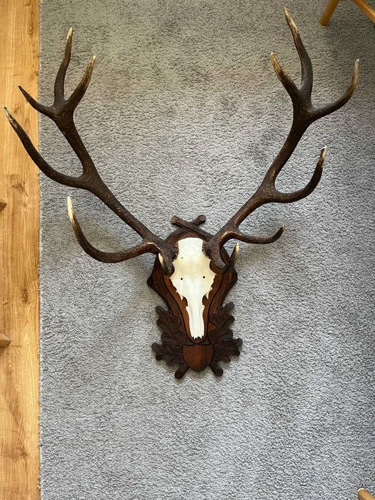 Wieniec/poroże jelenia obsadzony na rzeźbionej desce.