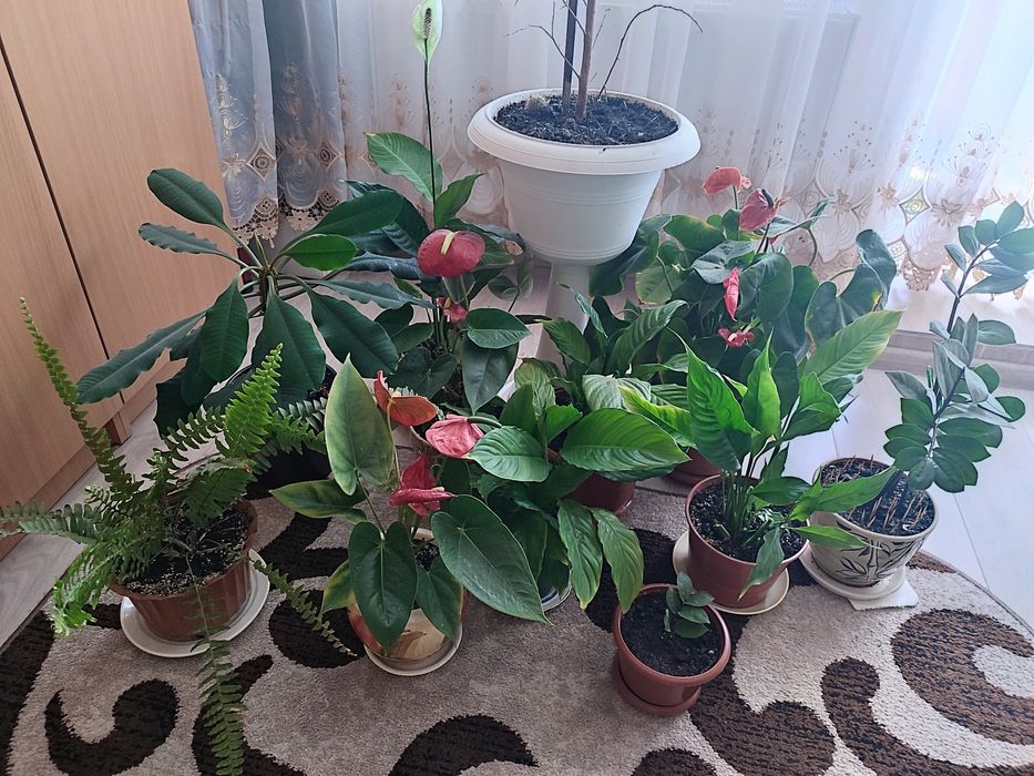 Продам  кімнатні  квіти