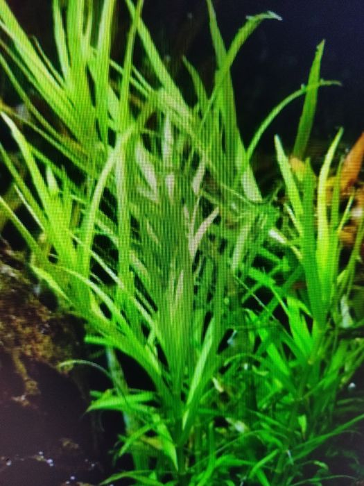 Pogostemon Yatabeanus sadzonka
