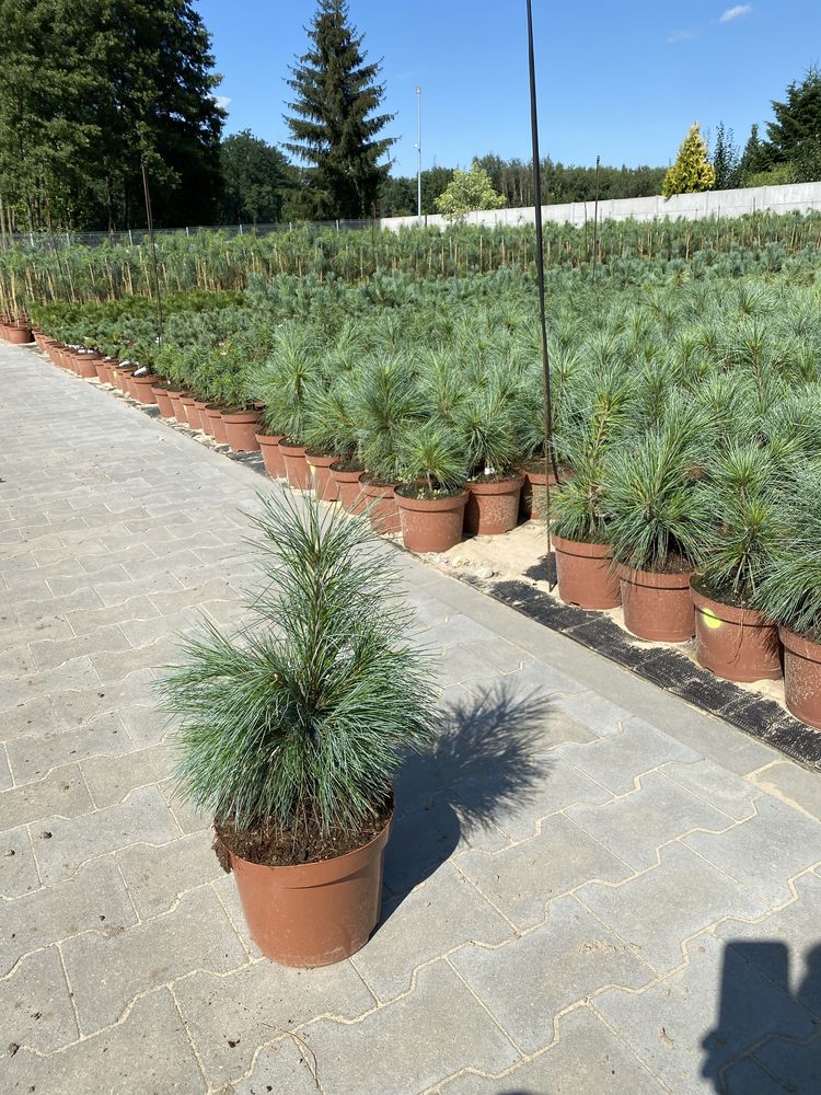 Sosna Pinus x schwerinii „Wiethorst” Producent