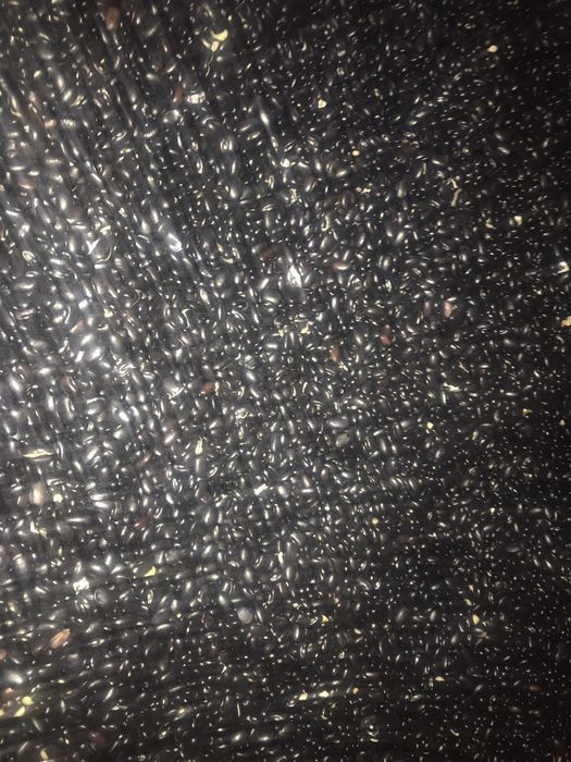 Продам чорну квасолю