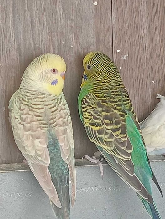 Piriquitos asas negras