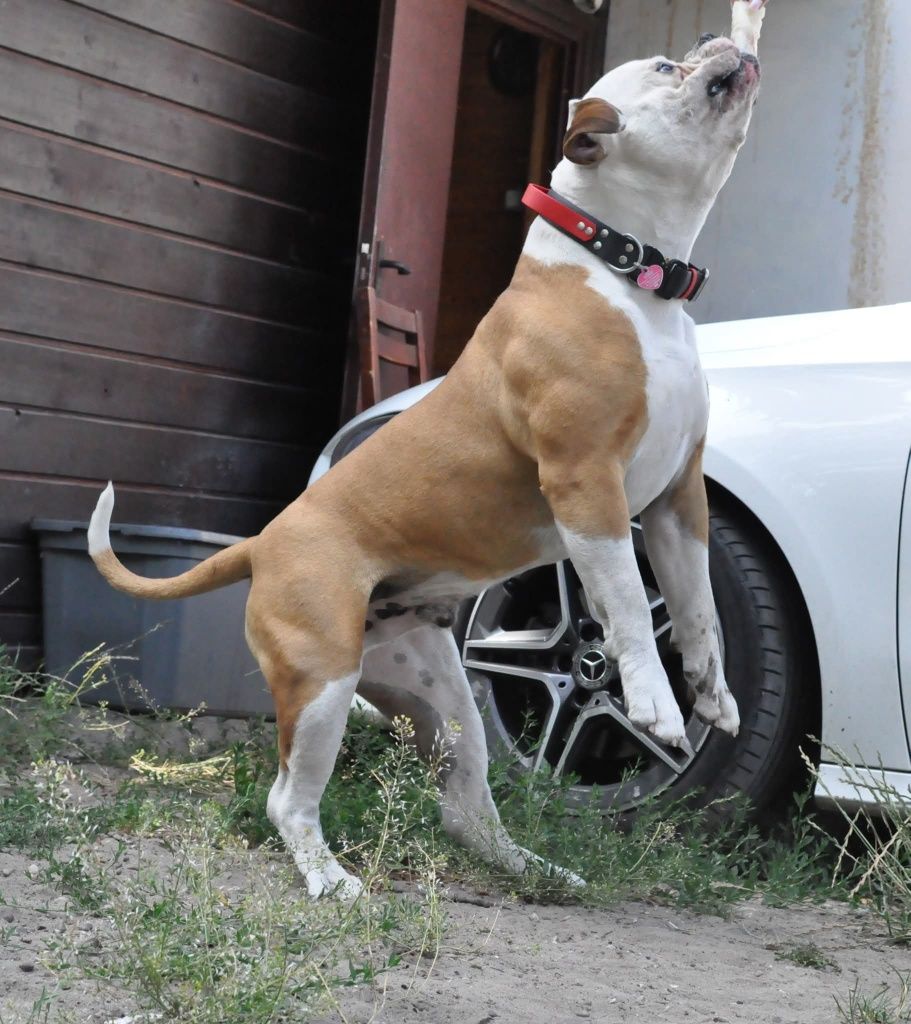 Buldog Amerykański zapowiedź miotu