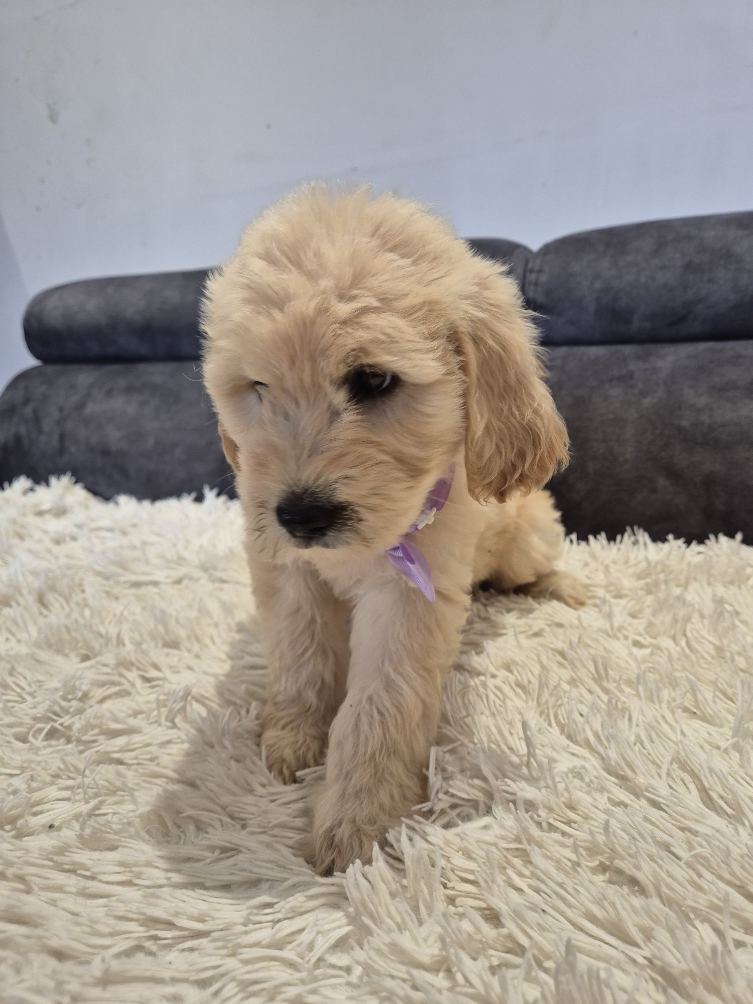 Goldendoodle f1 standard