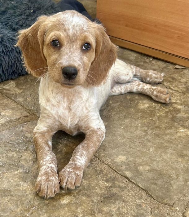 Filhote de spaniel bretões procura um lar amoroso