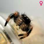 Skakun królewski Phidippus regius