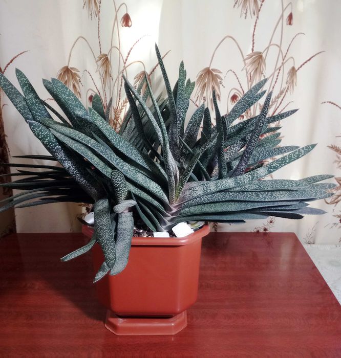 Гастерия бородавчатая (Gasteria verrucosa)
