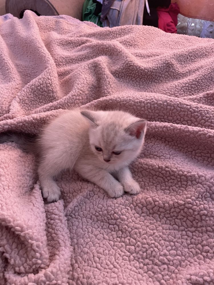 Шотландські кошенятка