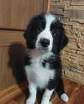 Border Collie piękny piesek czarno-biały szczeniak