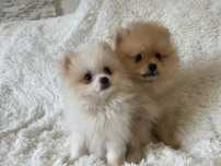Pomeranian biały chlopiec mini