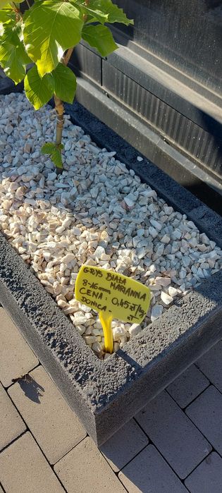 Grys Biała Marianna