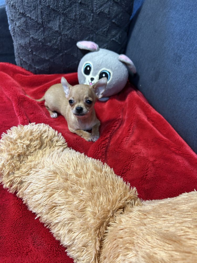 Suczka Chihuahua z rofowodem