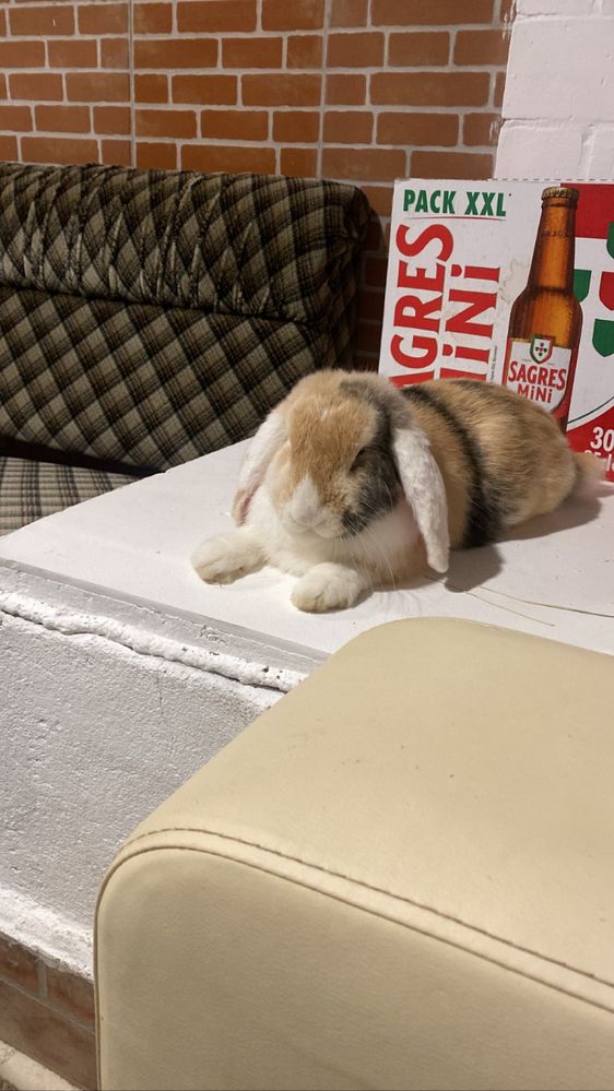 Coelha Holland Lop e Gaiola