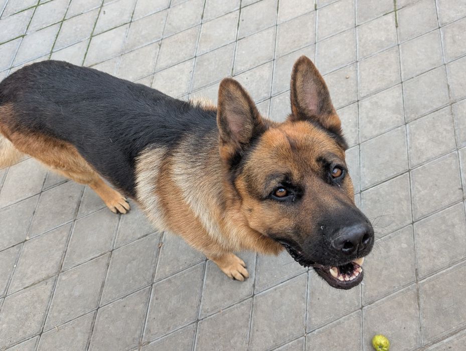 Віддам пса в добрі руки.