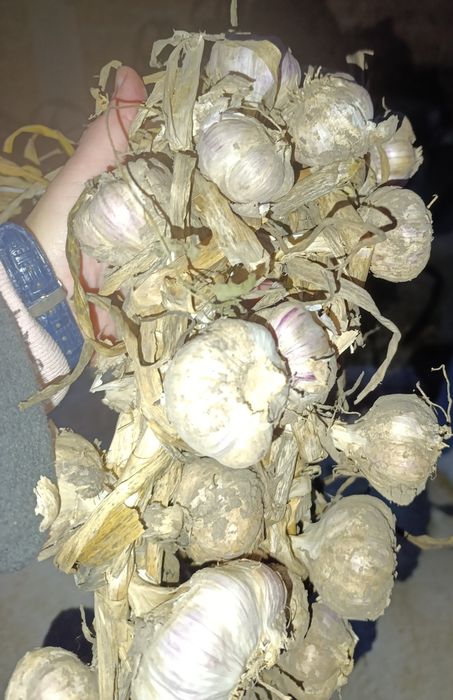 Безкоштовно насіння різне