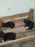 3 gatinhos bebes para adoção