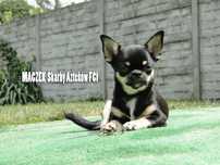 Wyjątkowej urody piesek krótkowłosy - Chihuahua - ZKwP/FCI