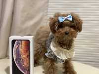 Teacup maltipoo f2  Red Braun.