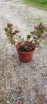 Planta suculenta